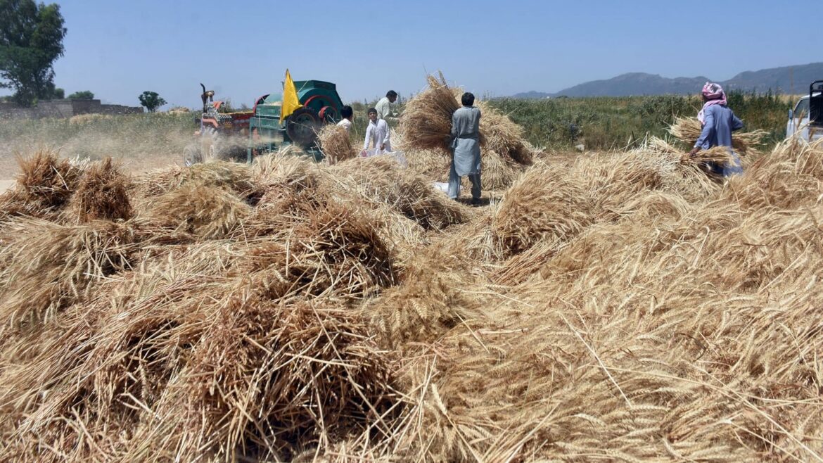 flour-rates-in-punjab-jump-by-up-to-rs210-per-bag-on-high-wheat-prices