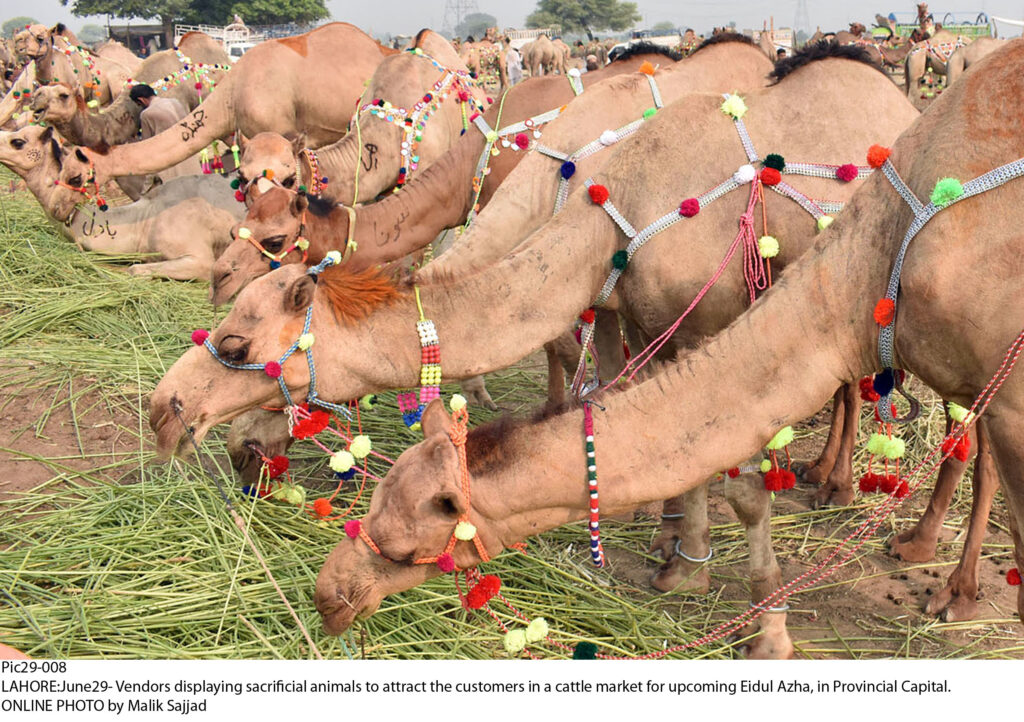 LAHORE: Cattle Market