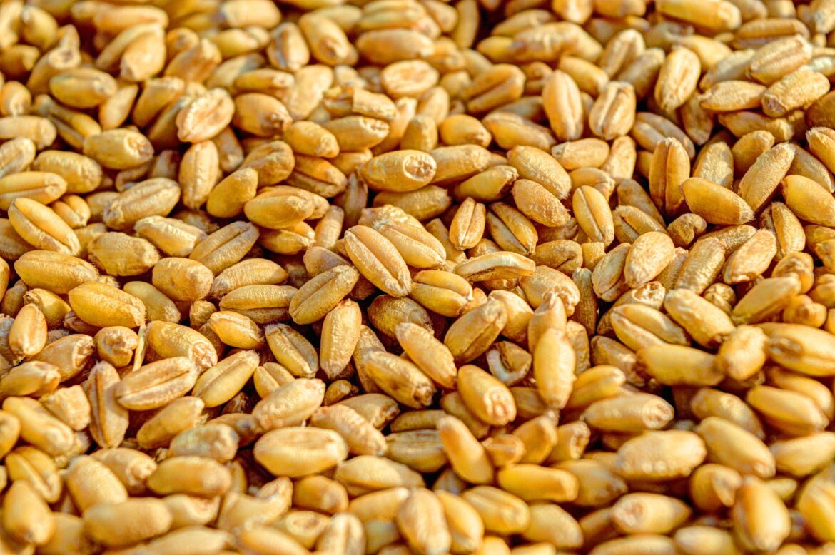 Islamabad’s quandary over Sindh’s high wheat price