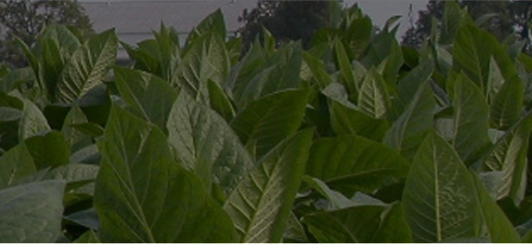 New MIPs set for tobacco crop of 2023