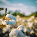 cotton, south, alabama-2807360.jpg