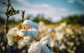 cotton, south, alabama-2807360.jpg