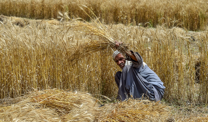 Pakistan targets record 30m tonnes wheat output for 2025-26 Rabi season