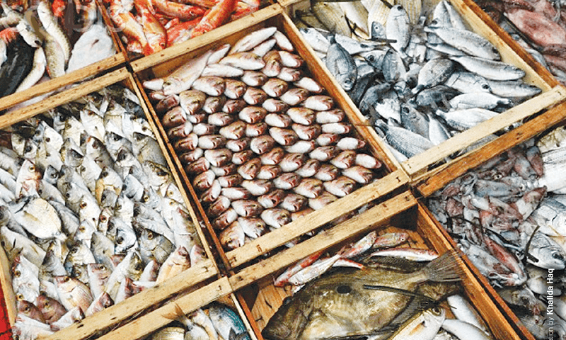 Pakistan secures four-year US seafood export extension, boosting $465 million industry