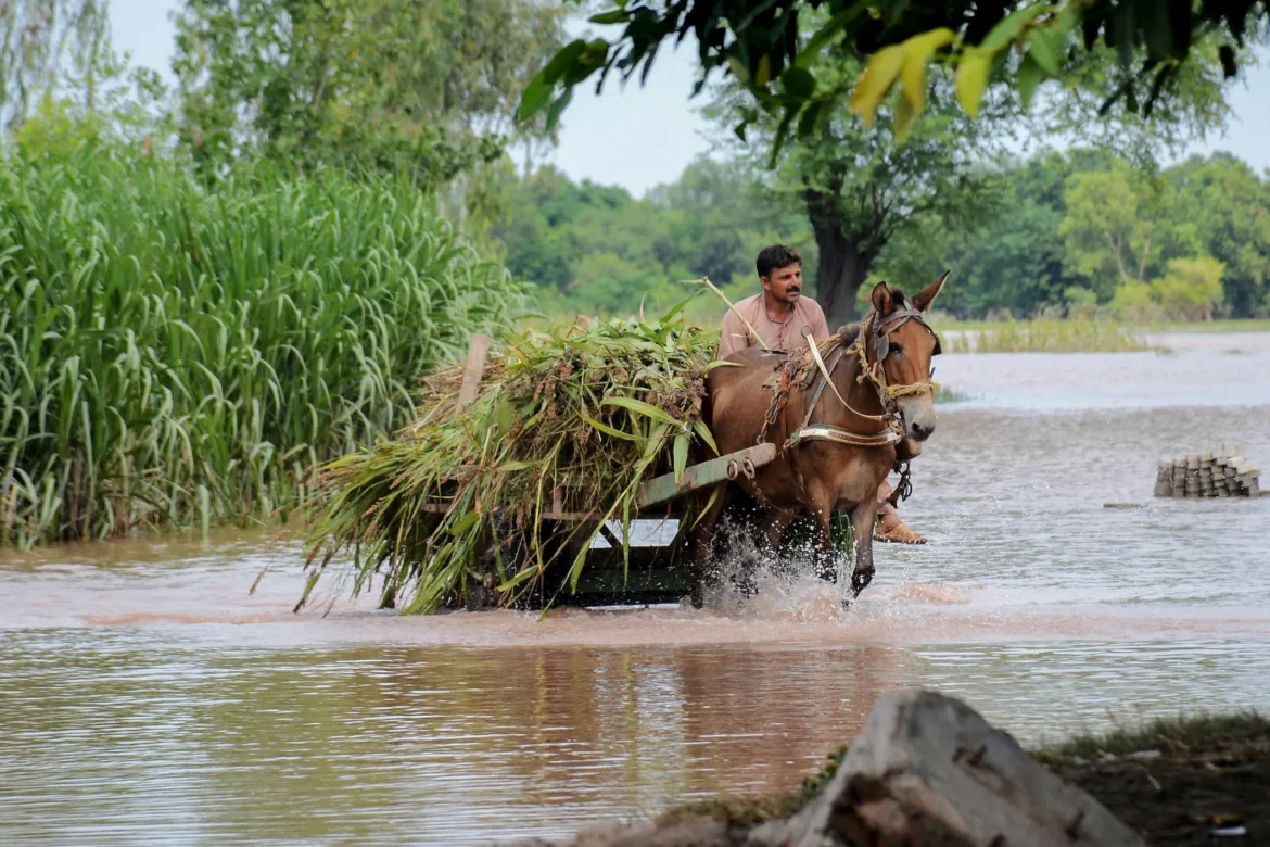 Punjab floods wipe out 30 percent of Pakistan’s wheat stocks, threaten food security – business leader