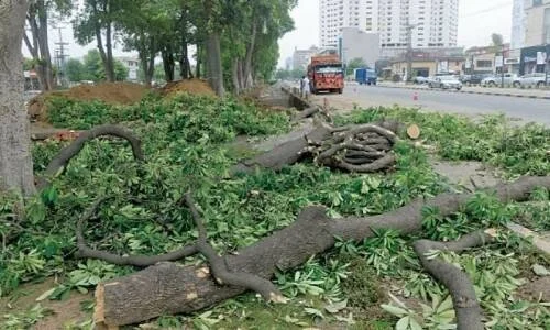 Environmentalists challenge Islamabad’s claim that tree removals are only about allergies