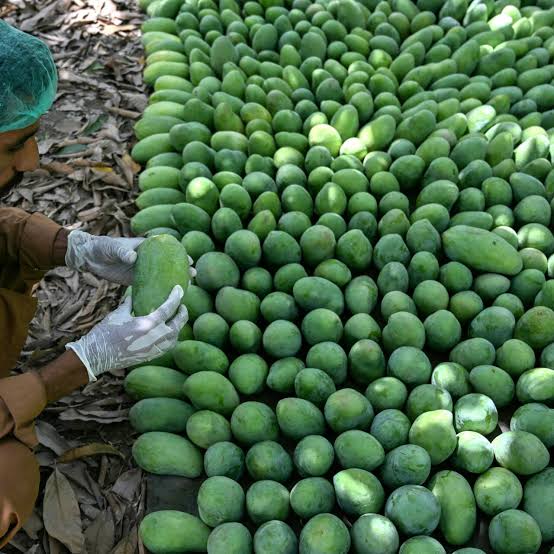 Pakistan’s mango exporters face 30 percent revenue collapse as climate damage and Middle East turmoil upend the season