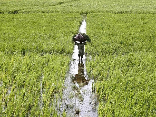 Pakistan’s farms are shrinking, and its aquifers are paying the price