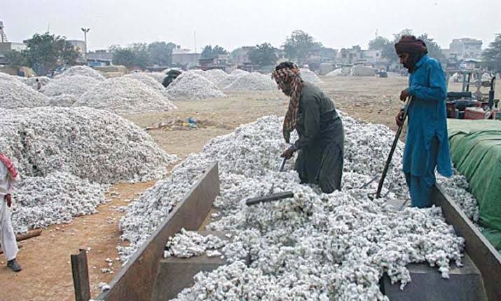 Pakistan cotton arrivals jump 32 percent as Sindh offsets Punjab slump