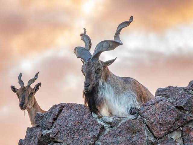 Gilgit-Baltistan presses ahead with trophy hunt auction after a season upended by unrest
