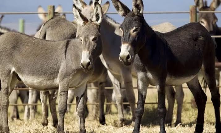 Pakistan turns to its six million donkeys for badly needed dollars