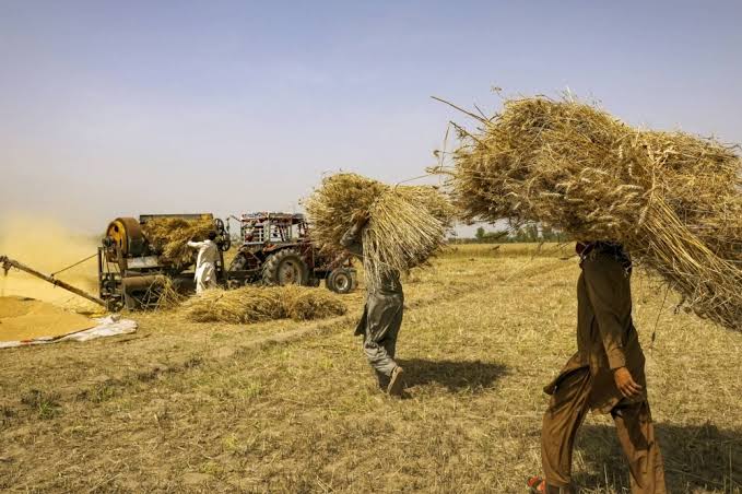 Pakistan pledges up to 6 million tons of wheat reserves, rules out shortage